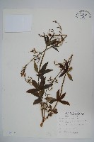 輪葉沙參藏品圖，第1張