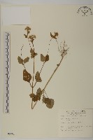 霍香薊藏品圖，第1張