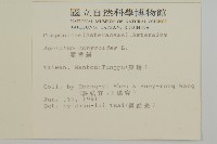 霍香薊藏品圖，第2張