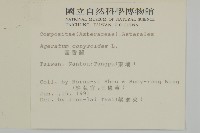 霍香薊藏品圖，第2張