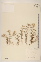 秋鼠麴草藏品圖，第1張