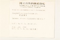 秋鼠麴草藏品圖，第2張