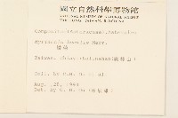 矮菊藏品圖，第2張