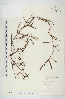 戟葉菜欒藤藏品圖，第1張