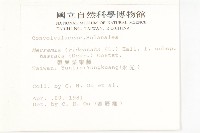 戟葉菜欒藤藏品圖，第2張