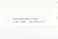 戟葉菜欒藤藏品圖，第3張