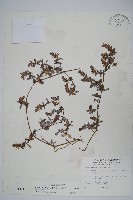 小獅子草藏品圖，第1張