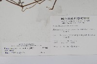 小獅子草藏品圖，第2張