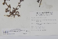 小獅子草藏品圖，第2張