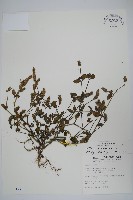 爵床藏品圖，第1張