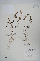 早田氏爵床藏品圖，第1張