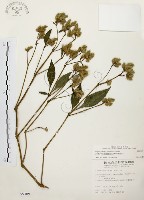 臺灣鱗球花藏品圖，第1張