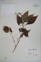 棣慕華鳳仙花藏品圖，第1張