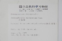 冷飯藤藏品圖，第2張