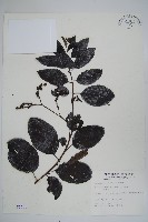 冷飯藤藏品圖，第1張