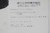 冷飯藤藏品圖，第2張