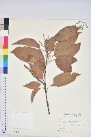 短尾柯、油葉杜、嶺南柯藏品圖，第1張