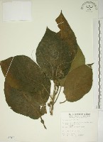 牛乳榕藏品圖，第1張