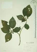 牛乳榕藏品圖，第1張