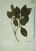 牛乳榕藏品圖，第1張