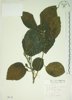 牛乳榕藏品圖，第1張