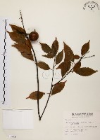 油葉石櫟藏品圖，第1張