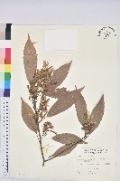 青剛櫟、鐵椆藏品圖，第1張