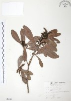 楊梅藏品圖，第1張