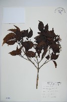 高山莢迷藏品圖，第1張