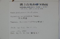 高山莢迷藏品圖，第2張