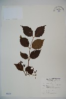 臺灣蝴蝶戲珠花、臺灣蝴蝶花藏品圖，第1張