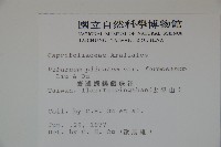 臺灣蝴蝶戲珠花、臺灣蝴蝶花藏品圖，第2張