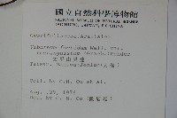 狹葉莢迷藏品圖，第2張