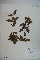 狹葉莢迷藏品圖，第1張