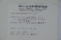 狹葉莢迷藏品圖，第2張