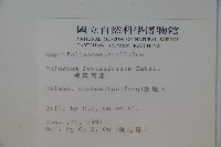 樺葉莢迷、玉山莢迷藏品圖，第2張