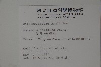 忍冬、金銀花藏品圖，第2張