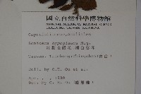 裡白忍冬、紅腺忍冬藏品圖，第2張