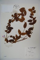 無梗忍冬藏品圖，第1張