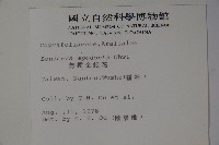 無梗忍冬藏品圖，第2張