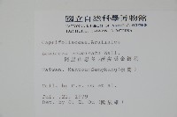 阿里山忍冬、漸尖葉忍冬藏品圖，第2張