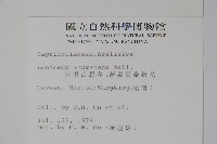 阿里山忍冬、漸尖葉忍冬藏品圖，第2張