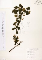 烏皮九芎、奮起湖野茉莉藏品圖，第1張
