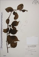 阿里山五味子藏品圖，第1張