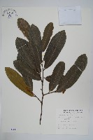 瓜馥木藏品圖，第1張