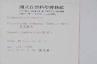 瓜馥木藏品圖，第2張