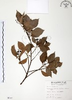 樟樹藏品圖，第1張