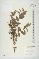 臺灣馬桑藏品圖，第1張