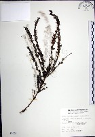 鐵掃帚、千里光藏品圖，第1張