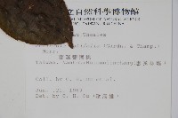 闊葉獼猴桃藏品圖，第2張